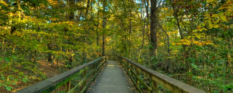 Congaree National Forest